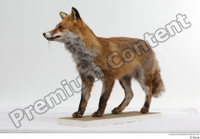  Red fox whole body 0004.jpg